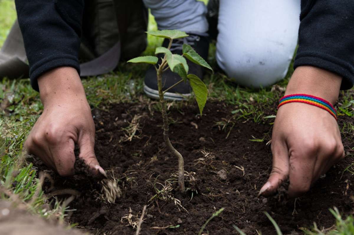 Jornada de reforestaci&oacute;n en la reserva Pululahua