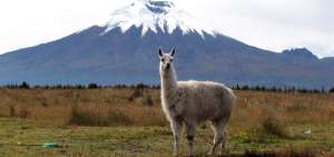 Parque Nacional Cotopaxi reabre sus puertas al turismo