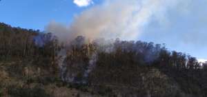 Bomberos controlan incendio forestal en sector de El Tr&eacute;bol