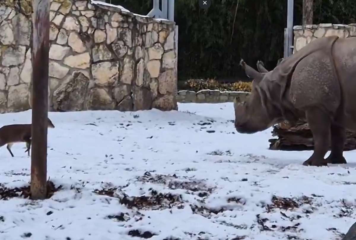 Un peque&ntilde;o ciervo se volvi&oacute; viral tras enfrentarse a un rinoceronte de 1.7 toneladas en un zool&oacute;gico de Polonia.