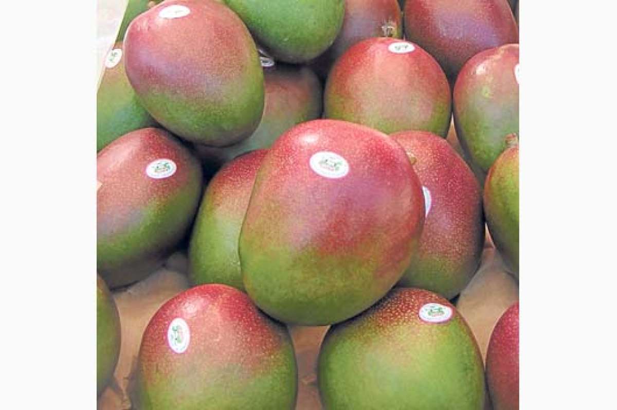 Camar&oacute;n y mango buscan mayor acceso a mercados  