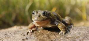 La rana de Allipacca (Telmatobius intermedius) fue hallada en 2014 por especialistas de manera casual en el mercado de Puquio, en la regi&oacute;n de Ayacucho. 