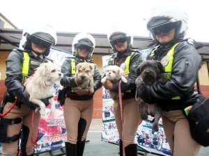 Grupo de rescatistas de mujeres defienden derechos de los animales. Foto: Internet