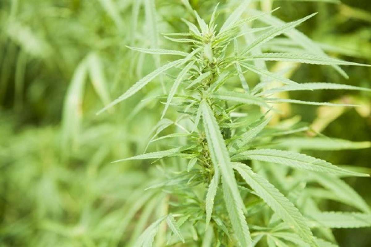 ONU cuestiona a Uruguay por ley sobre marihuana