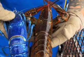 Hombre capturó una extraña langosta azul