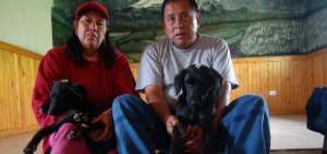 Los perros y gatos adoptados se encuentran vacunados y esterelizados.