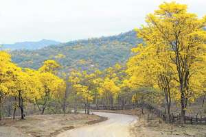Los guayacanes son la especie insigne del Bosque Seco, florecen una vez al a&ntilde;o durante 4 o 6 d&iacute;as. Foto: Tomada de Internet