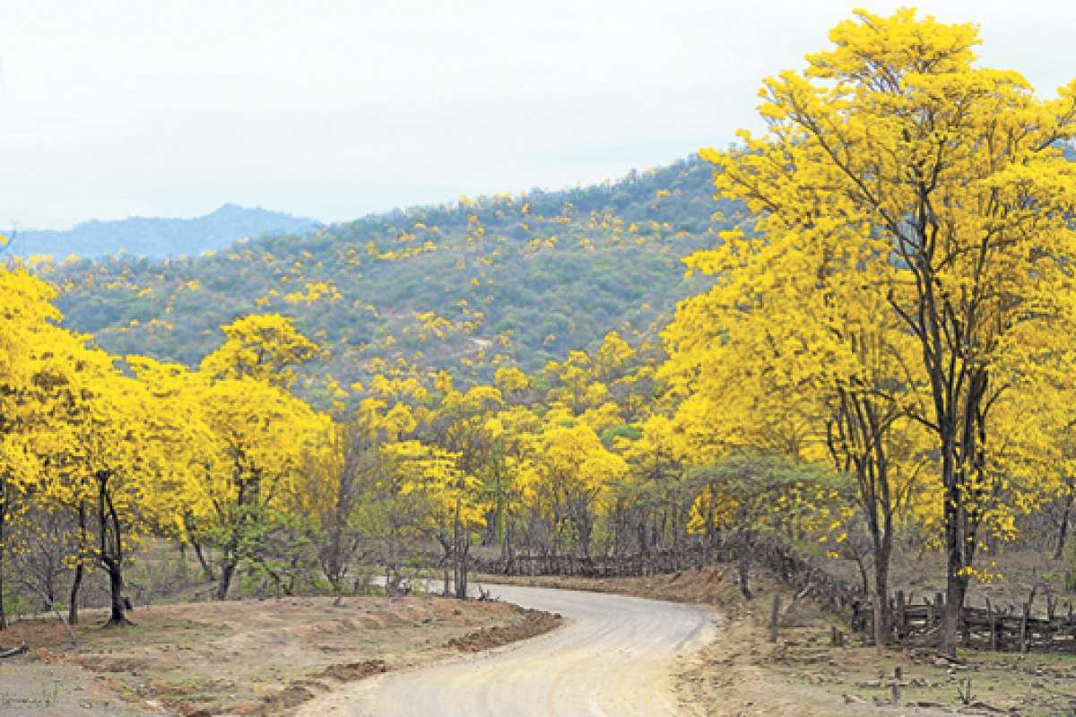 Los guayacanes son la especie insigne del Bosque Seco, florecen una vez al a&ntilde;o durante 4 o 6 d&iacute;as. Foto: Tomada de Internet