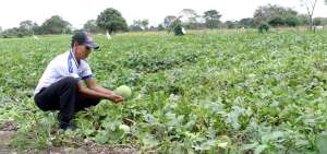 En el recinto Brise&ntilde;o (Salitre), Washington Jim&eacute;nez muestra una sand&iacute;a que no se desarroll&oacute; por las heladas y la falta de sol. Su valor es de $ 0.10 en finca.