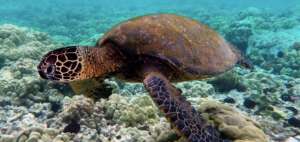 La isla es un importante punto de reuni&oacute;n de las tortugas marinas. Estos quelonios anualmente llegan desde Sudam&eacute;rica para depositar sus huevos.