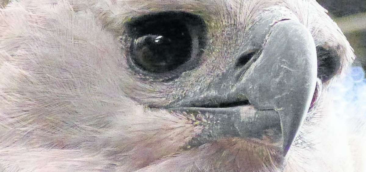 Parque celebra D&iacute;a del &Aacute;guila Harp&iacute;a
