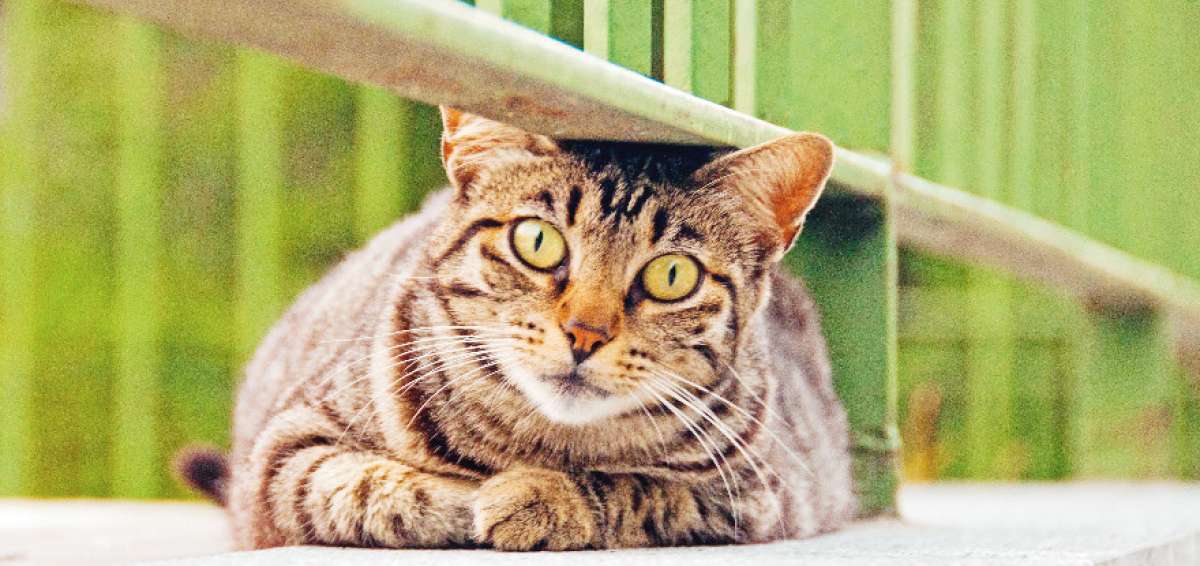 Bolas de pelo, un riesgo mortal para el gato