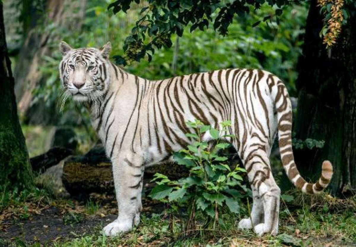 Una hembra de tigre blanco en el zool&oacute;gico de Maubeuge, en el norte de Francia. Foto: Archivo/ AFP