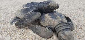 En las playas de Esmeraldas se realiza anidaci&oacute;n de tortugas.