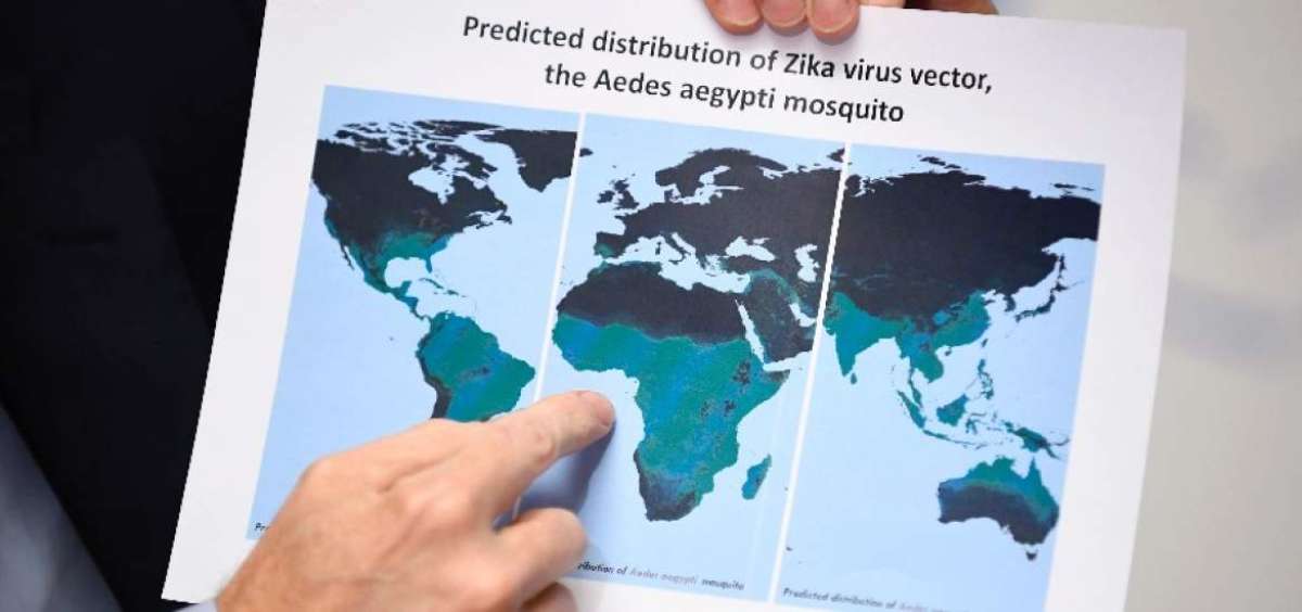 La OMS dijo ayer en Ginebra que el mosquito vector del zika, el Aedes aegypti, se encuentra en 34 pa&iacute;ses. Los m&aacute;s afectados: en Am&eacute;rica Latina y el Caribe.