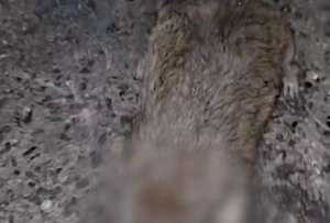 La Arcsa clausuró otro chifa por plagas e insalubridad en Guayaquil. En el sitio encontraron ratas, cucarachas y total insalubridad. 