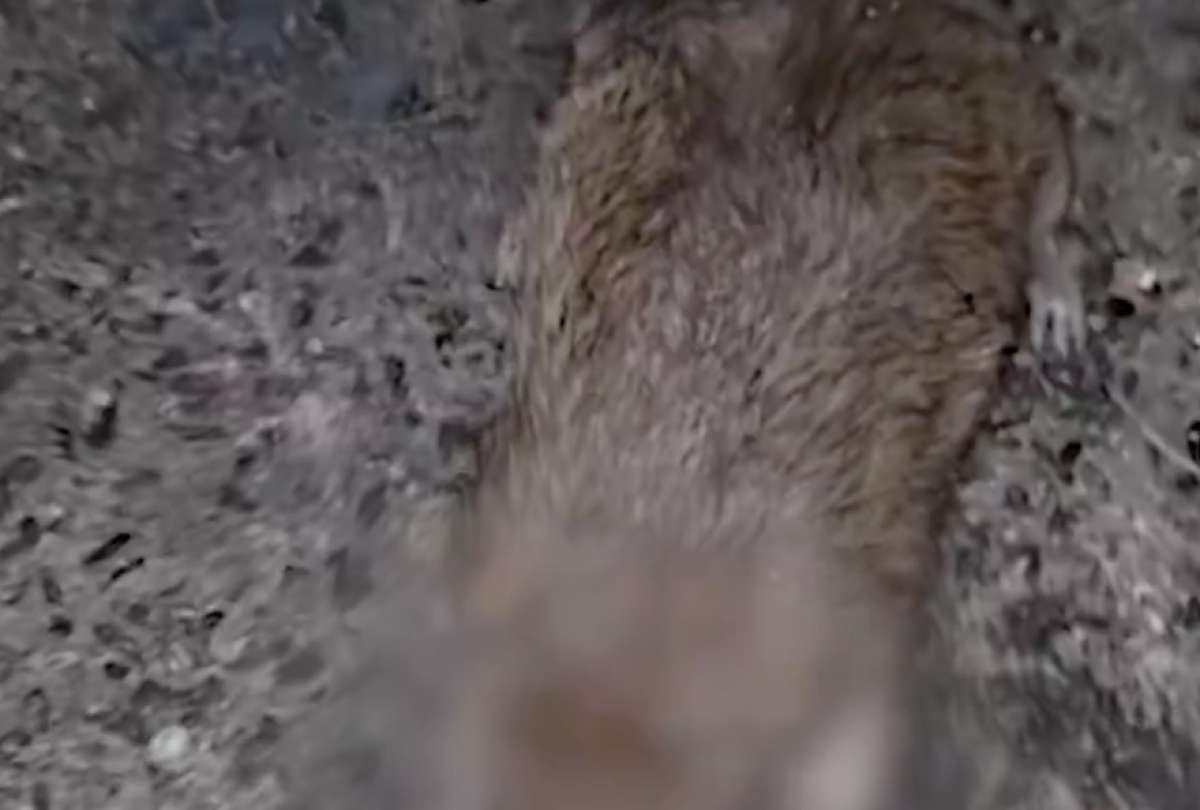 La Arcsa clausuró otro chifa por plagas e insalubridad en Guayaquil. En el sitio encontraron ratas, cucarachas y total insalubridad. 