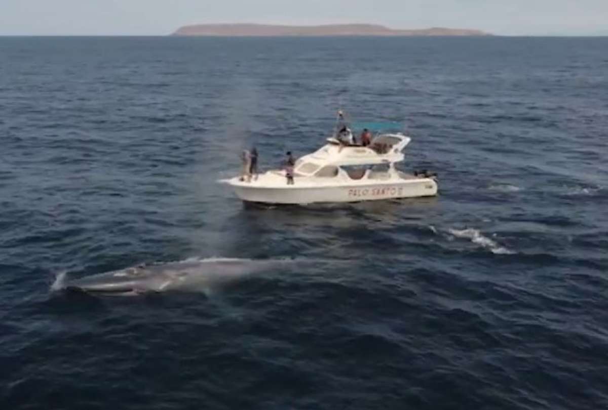Una ballena azul fue vista cerca de las playas de Manabí