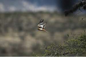 El halc&oacute;n peregrino es el ave rapaz m&aacute;s veloz del planeta. Foto: John Guevara / El Tel&eacute;grafo 