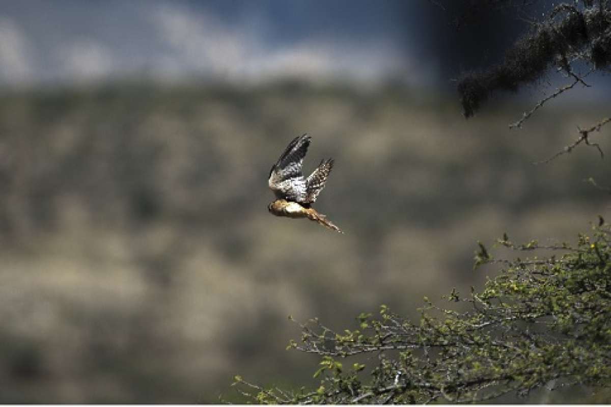 El halc&oacute;n peregrino es el ave rapaz m&aacute;s veloz del planeta. Foto: John Guevara / El Tel&eacute;grafo 