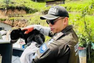 Policía rescató a una cría de oso de anteojos en Imbabura.