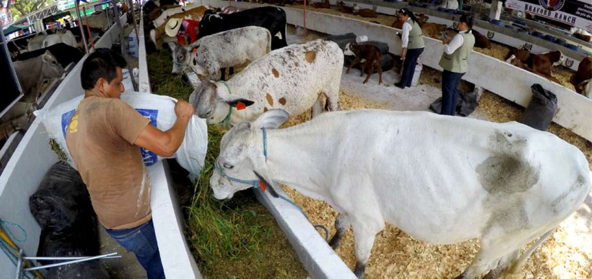 Ganaderos de las provincias de Los R&iacute;os y Manab&iacute; reciben capacitaci&oacute;n y ayuda para el mejoramiento en la crianza de los bovinos.