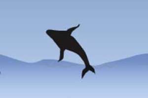 Ballenas jorobadas en Ecuador