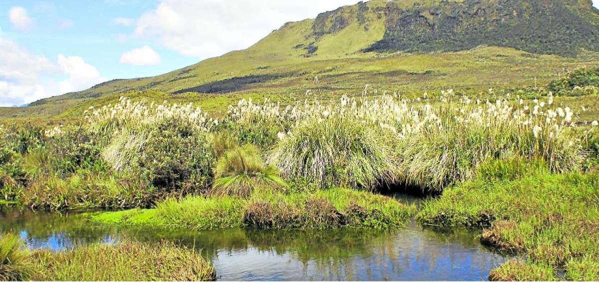 El Ministerio del Ambiente impulsa campa&ntilde;a a favor de los p&aacute;ramos