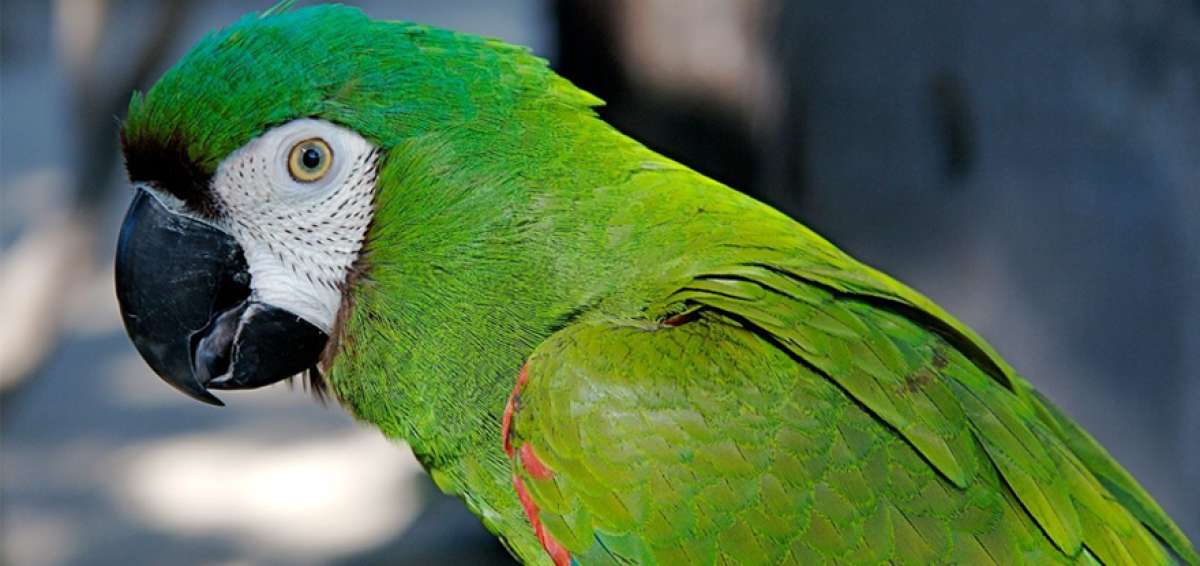 El papagayo, un 'canto' que se apaga en Guayaquil