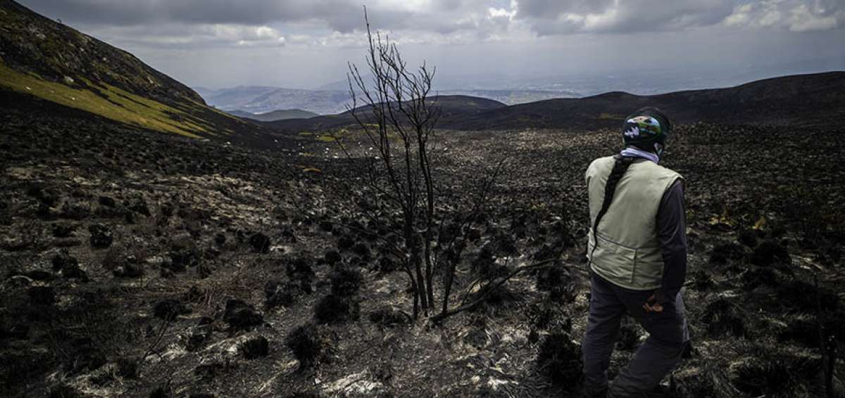 La zona de p&aacute;ramo afectada por las llamas es el hogar de animales, como zorros, conejos, venados, y tambi&eacute;n de especies vegetales, como paja y musgo.