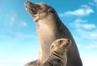 Disney+ estrenará la Sea Lions of the Galápagos para conmemorar el mes de la tierra. 