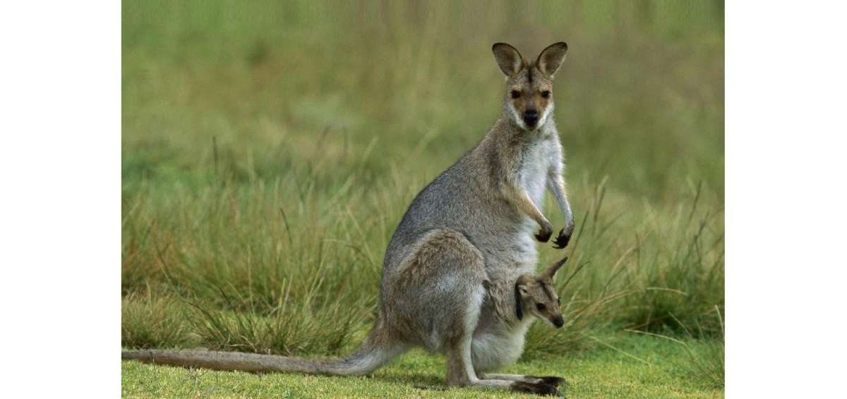 Un canguro muere en un zoo de China por los ladrillazos de visitantes
