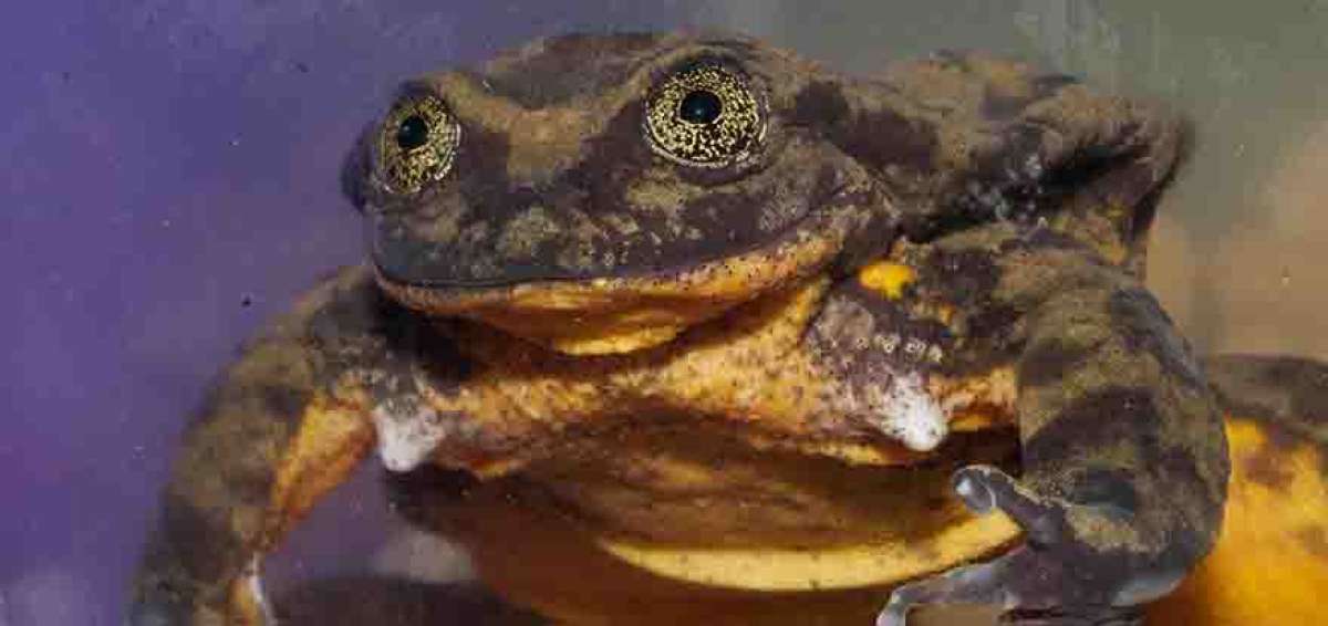 La especie acu&aacute;tica actualmente se encuentra en el Museo de Historia Natural Alcide d&rsquo;Orbigny de Cochabamba (Bolivia).