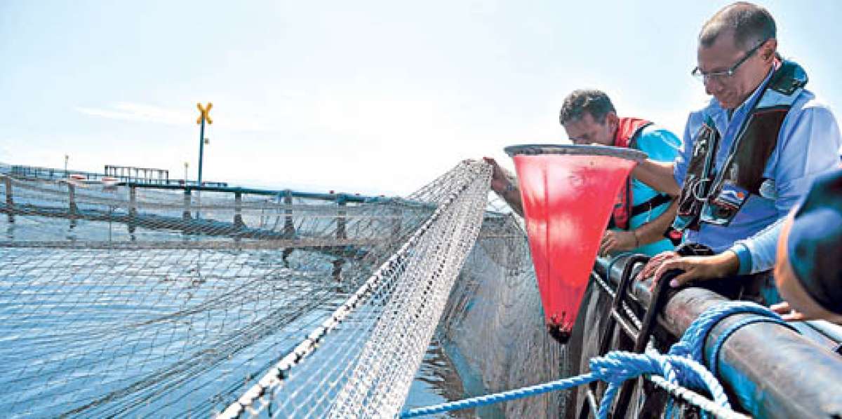 La siembra realizada ayer fue de 50 mil alevines de cobia. En los pr&oacute;ximos d&iacute;as se pondr&aacute;n otros 70 mil. Foto: Rodolfo P&aacute;rraga / El Tel&eacute;grafo