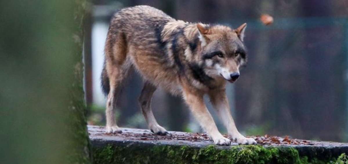 Los lobos vuelven a Dinamarca tras su desaparici&oacute;n hace 200 a&ntilde;os