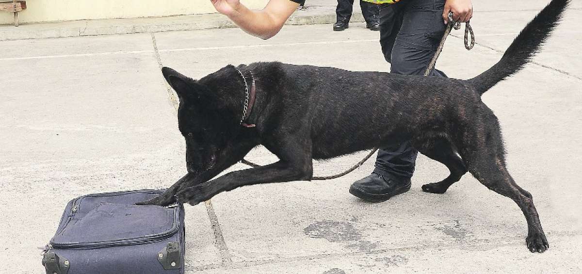 Un polic&iacute;a del CRAC muestra c&oacute;mo su perro asocia el olor de la droga con su juguete. As&iacute; descubren cargamentos o encomiendas contaminadas.