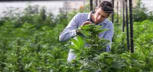 Israel alienta al consumo de cannabis, con fines terap&eacute;uticos, desde hace 10 a&ntilde;os