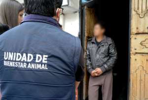 USD 4.250 de multa a quien provoque daño o sufrimiento a animales
