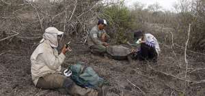 El Parque Nacional Gal&aacute;pagos realiz&oacute; un censo de albatros, tortugas gigantes y cactus.