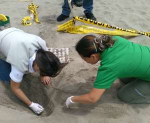 T&eacute;cnicos de la Direcci&oacute;n Provincial del Ambiente de Manab&iacute; realizaron la reubicaci&oacute;n de los 75 huevos. Foto: Ministerio del Ambiente