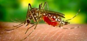 Control en Carchi para evitar el zika