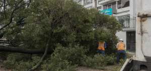 Retiro de un &aacute;rbol que se cay&oacute; la semana anterior, en el sector de La Carolina, al norte de Quito.