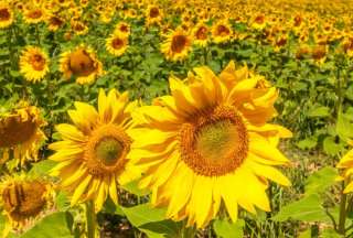 Los girasoles son un símbolo tradicional del &#039;Yellow Day&#039;. 