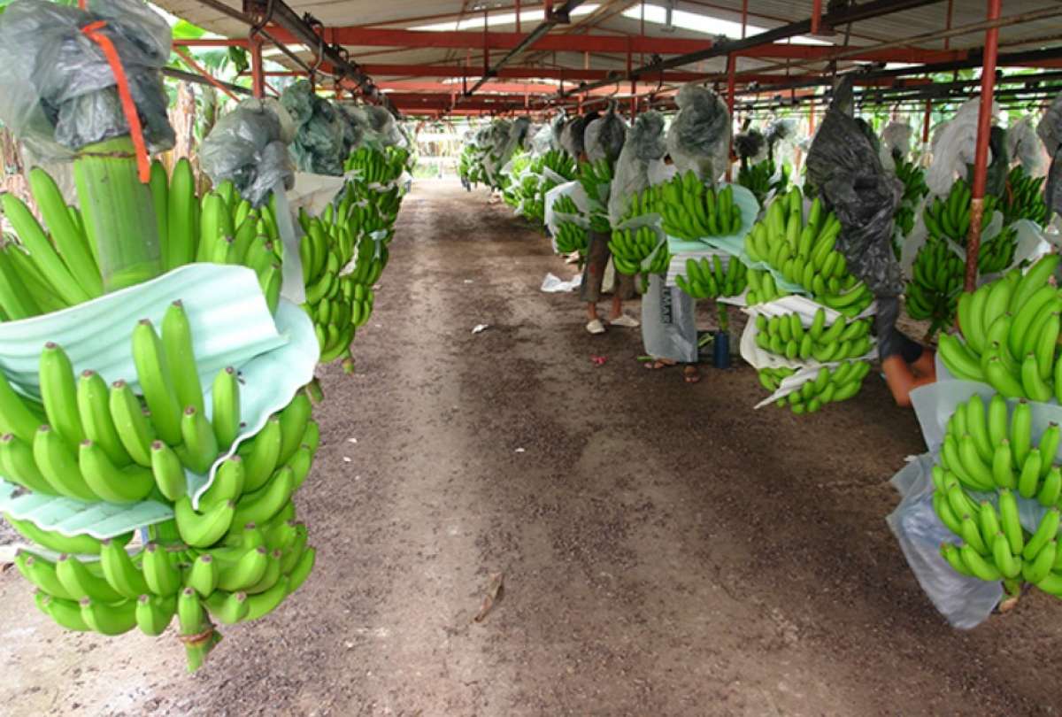 El Gobierno Nacional aplaudió el acuerdo alcanzado entre los bananeros del país.
