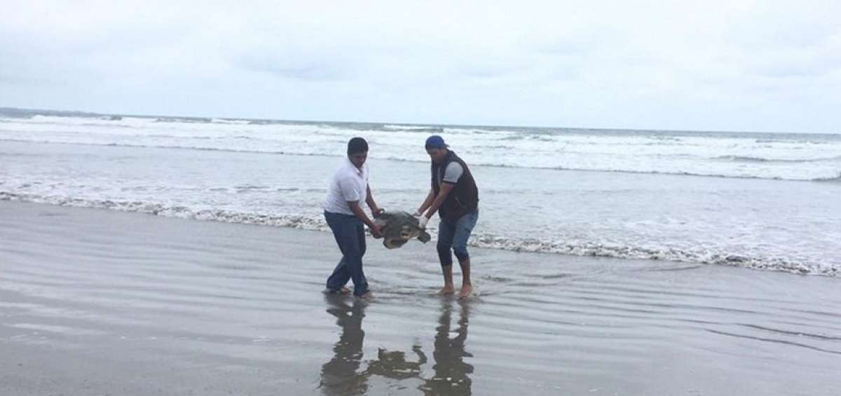 El animal fue trasladado a un centro de rehabilitaci&oacute;n, donde ser&aacute; sometido a un proceso de recuperaci&oacute;n para que vuelva al oc&eacute;ano.