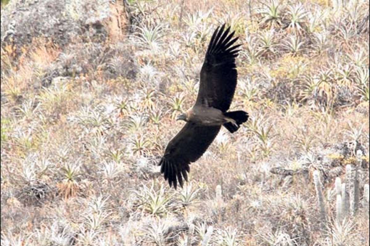 El c&oacute;ndor Arturo habitaba en la parte occidental de Azuay, en el sector de Gualay. Foto: Tomada de las redes sociales