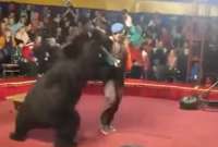 Un oso atacó fuertemente a su domador. 