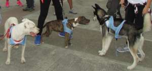 En el evento habr&aacute; tres categor&iacute;as, para perros de todas las razas y tama&ntilde;os.