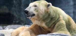 El oso polar padec&iacute;a varios problemas de salud.