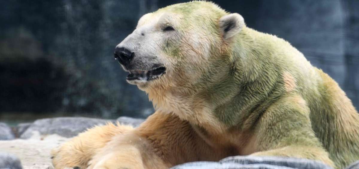 El oso polar padec&iacute;a varios problemas de salud.